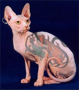 Shaved Pussy Gallery - Happy Caturday!!!