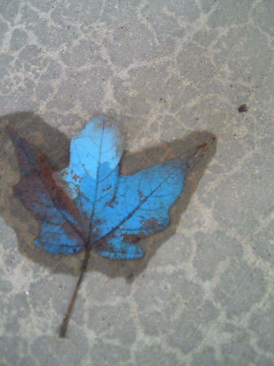 a leaf i found, no i didnt paint it no photo editing
