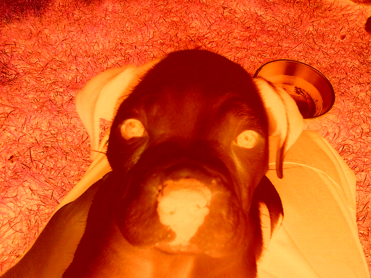 pit bull puppy 2