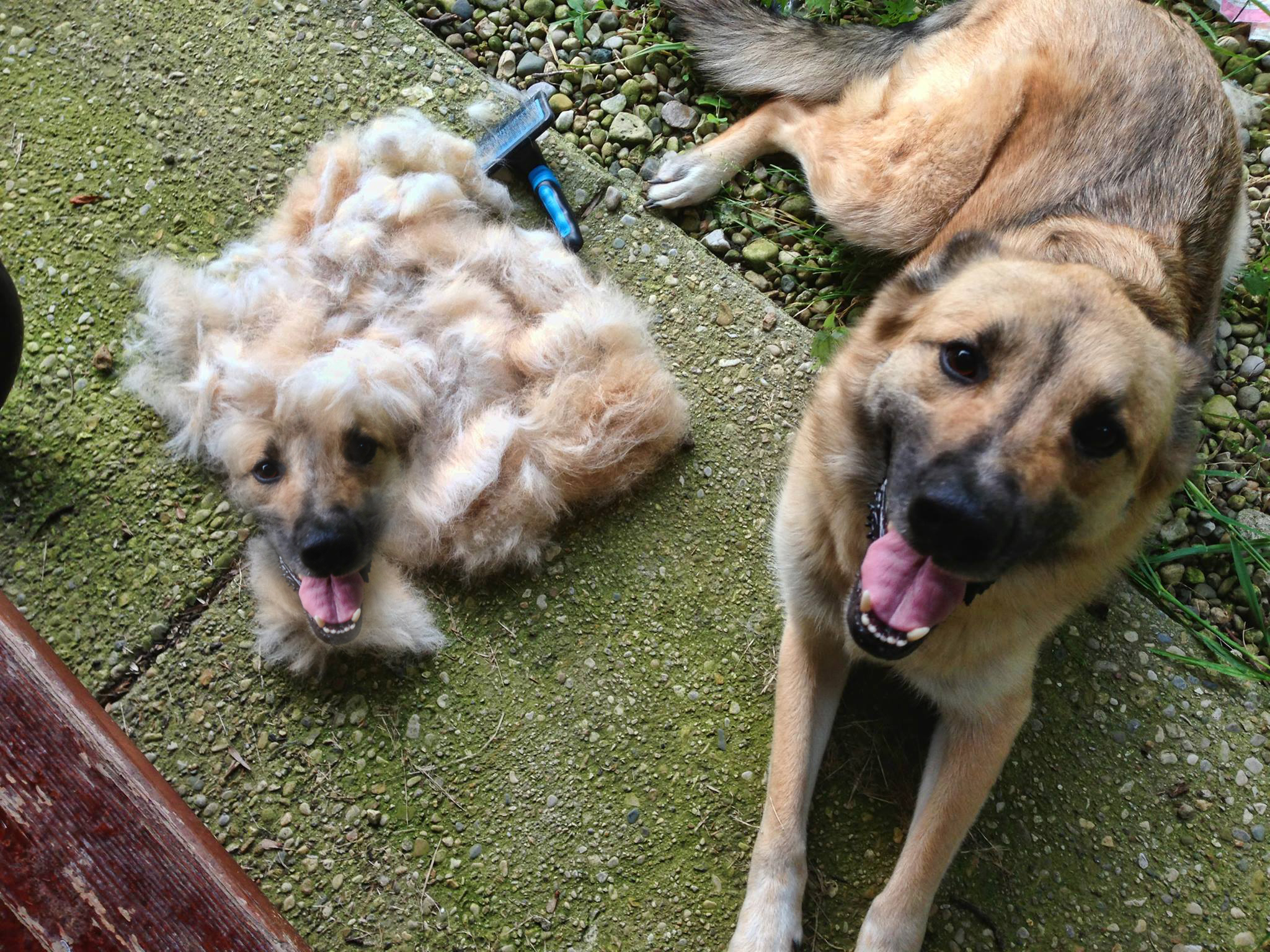 DOG after brushing hair