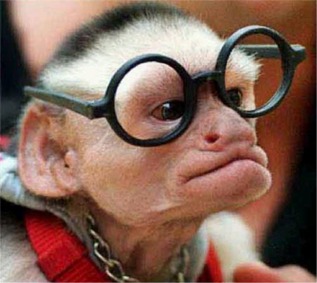 omg... a nerd monkey