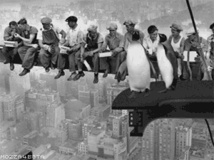 Penguin suicide 