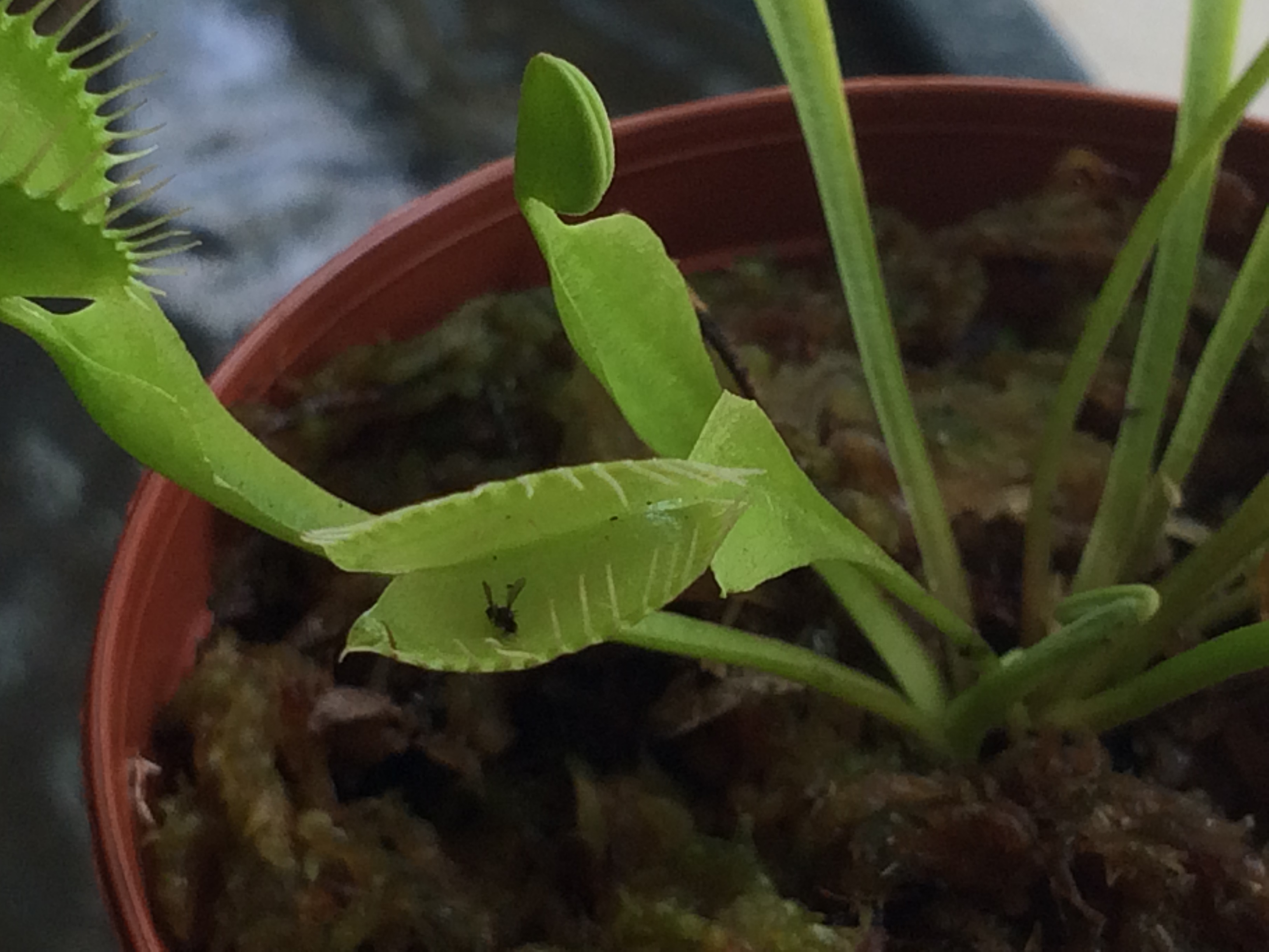 Burbine Christopher Daniel- the venusfly trap has a mequito in its grips!!