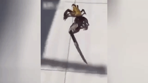 Crab at Brazilian restaurant makes daring attempt to escape.