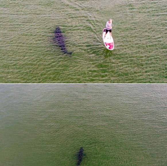 Nauset Beach, MA - Stand Up Paddleboarder doesn't realize he came real close to being the sharks supper.