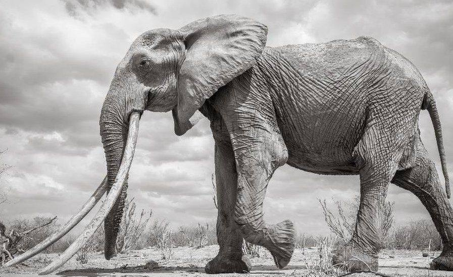 She was known as F_MU1. Thanks to the hard work of Tsavo Trust and Kenya Wildlife Service she was kept safe from poachers. She died of old age. RIP Queen.