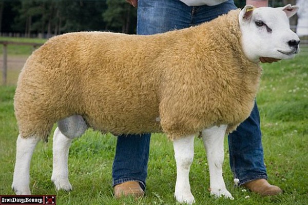 Deveronvale Perfection (Sheep) $378,000 Dollars