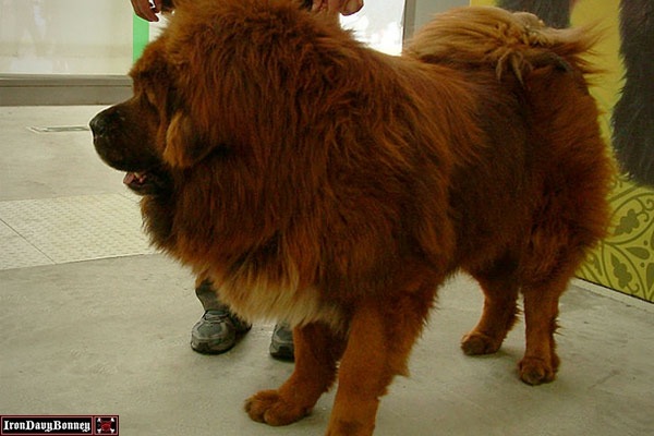 Big Splash - Red Tibetan Mastiff $1,500,000 Dollars