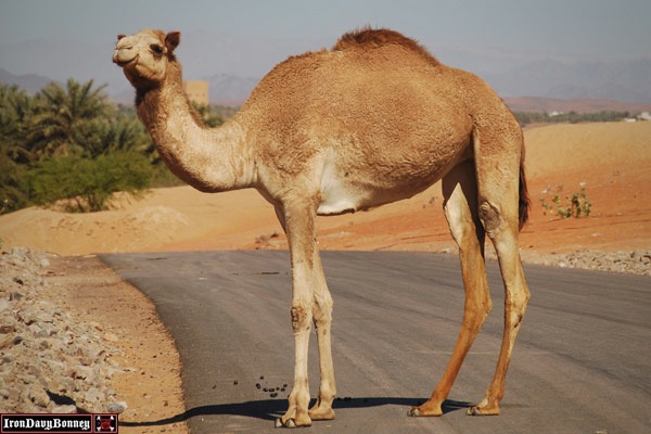Camel $2,700,000 Dollars