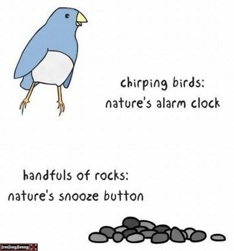 Handful of Rock are Nature's Snooze Button