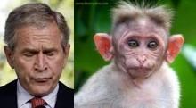 Proof GW Bush was an escaped laboratory monkey. Six Republican presidents of the past 50 years had an average IQ of 115.5 with President Nixon having the highest IQ, at 155.5. President dumbdown GW Bush was rated the lowest of all the Republicans with an IQ of 89, low average.