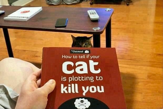 Great book for beginner cat owners