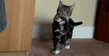 Cats Cats Cats Gifs Gallery
