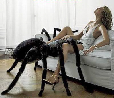 Girls and Spiders
