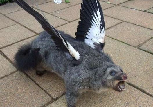 hybridtaxidermy