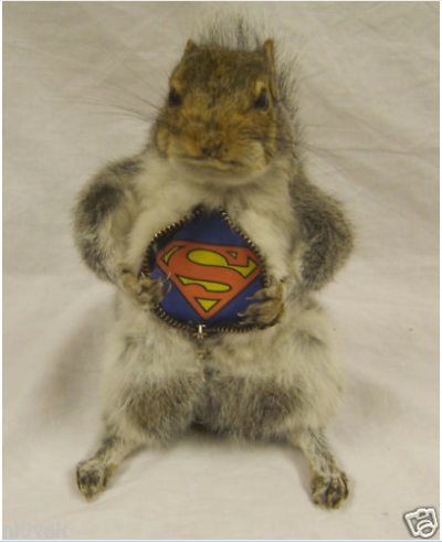 hybridtaxidermy