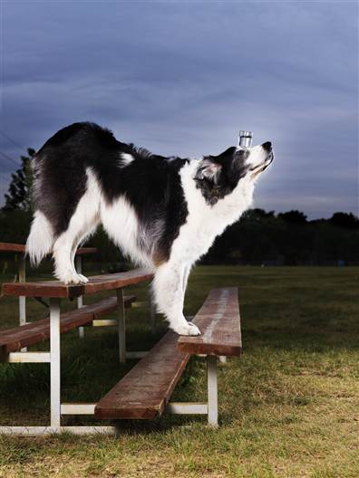 The most steps walked down by a dog facing forwards while balancing a 5 oz glass of water 10
