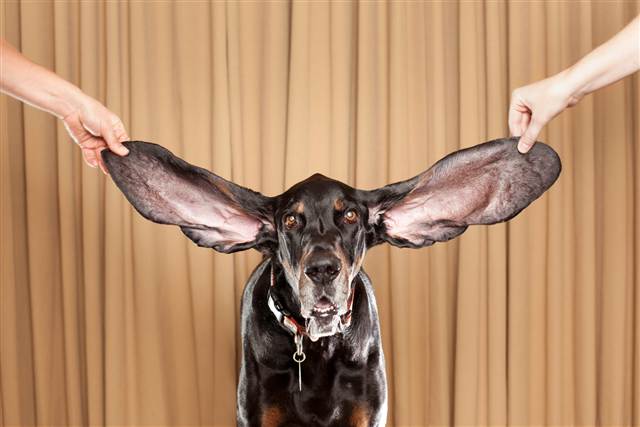 Longest ears on a dog 12.25 inches for the left ear and 13.5 inches