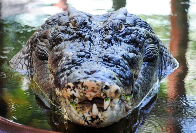 Largest crocodile in captivity 17 feet 11.5 inches and over 2,000 pounds