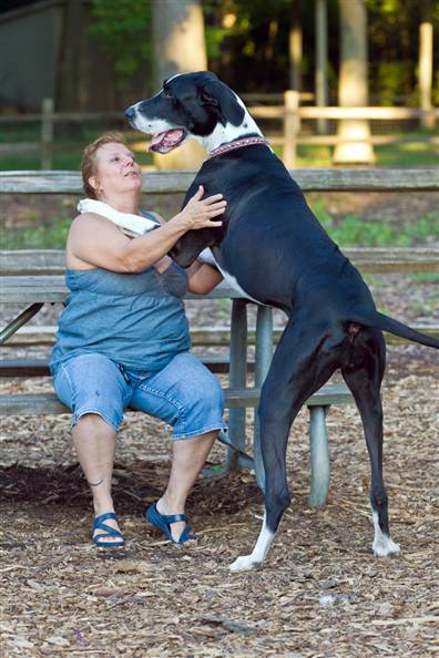 World's largest living female dog 2 feet 11.51 inches