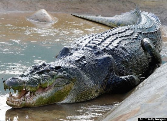 Lolong, a 21-foot 4-inch crocodile, has given residents of Bunawan, Philippines something to be proud of -- and possibly to fear. They claim the huge reptile is the world's biggest croc.
