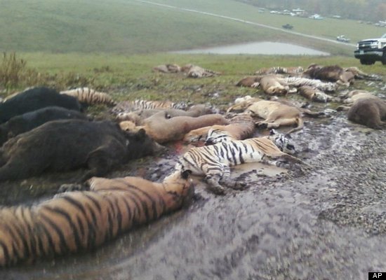 Authorities killed 49 exotic animals near Zanesville, Ohio that were released from a wildlife sanctuary by their owner shortly before he committed suicide in October