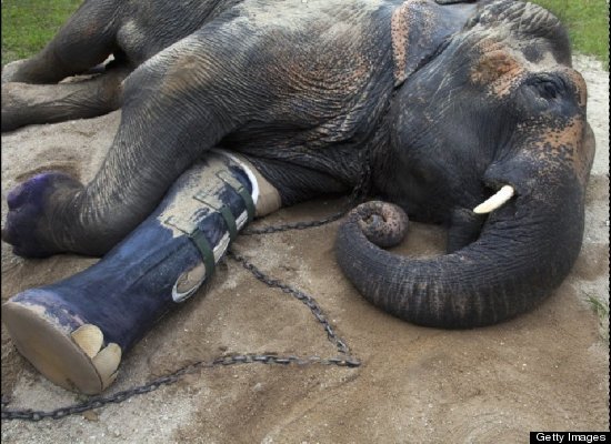 Motala is a 50-year-old Thai elephant that got a new prosthetic leg this year to replace a previous fake appendage. 