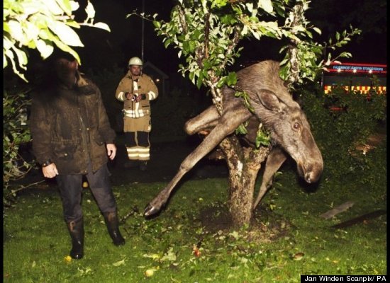 Emergency responders in Gothenburg, Sweden had an unusual problem in September when an apparently drunken moose trapped itself in a tree.
