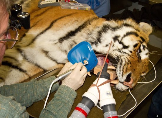 A Dentist performed a root canal on a full-grown, 300-pound Siberian tiger at the Alaska Zoo in October.