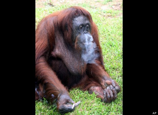Wildlife officials removed Shirley, an orangutan, from a Malaysian zoo in September, because she developed an unhealthy smoking habit.