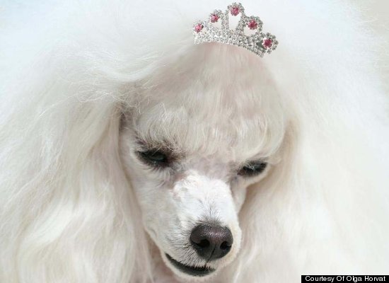 New York artist Olga Horvat started designing demon-deterring accessories for owners of hell-raising pets after she adopted Princess, a possessed pure-bred poodle who brought horrible bad luck to the Horvat family.