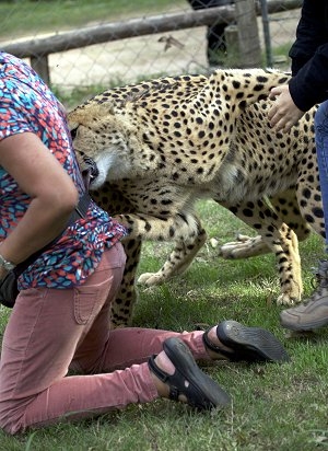 Cheetahs attacks tourist at Kragga Kamma Game Park