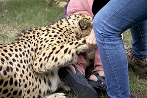 Cheetahs attacks tourist at Kragga Kamma Game Park