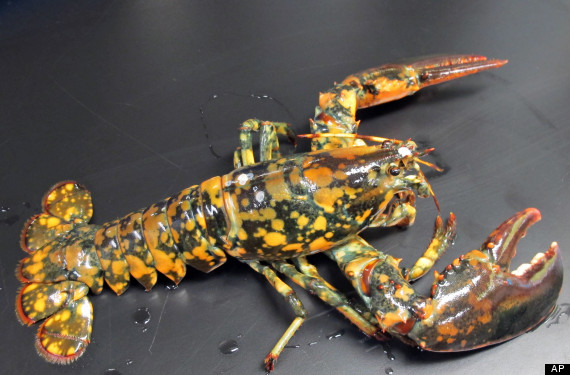 The Maine-based Lobster Conservancy says perhaps one lobster in 1 million is blue, while both the orange and calico versions might be as rare as 1 in 30 million.