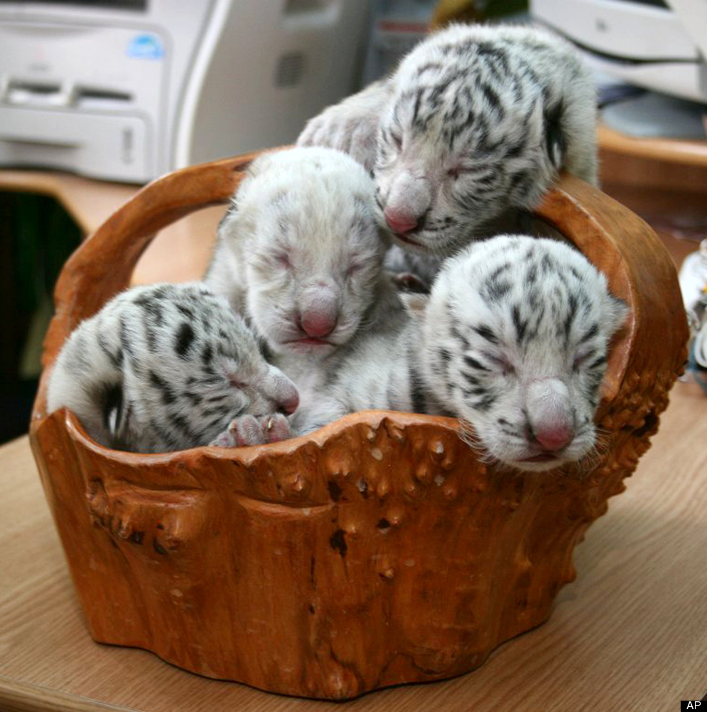 A beautiful white tiger that became a symbol of Yulia Tymoshenko's presidential campaign has returned to the spotlight by giving birth to four cubs, including a rare albino one.