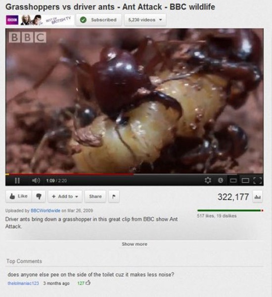 funny youtube comments memes - Grasshoppers vs driver ants Ant Attack Bbc wildlife now o Subscribed 5,230 videos Bbc Ii Add to 322,177 517 Res. 19 d es Uploaded by BBCWorldwide on Driver ants bring down a grasshopper in this great clip from Bbc show Ant A