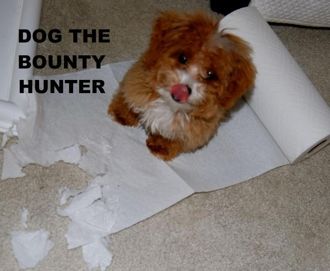 dog the bounty hunter memes - Dog The Bounty Hunter