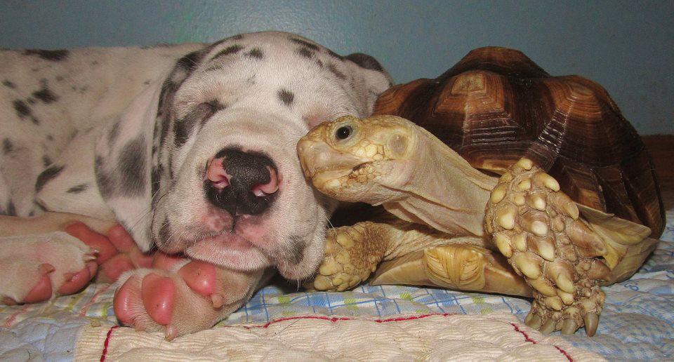 tortoise and dog
