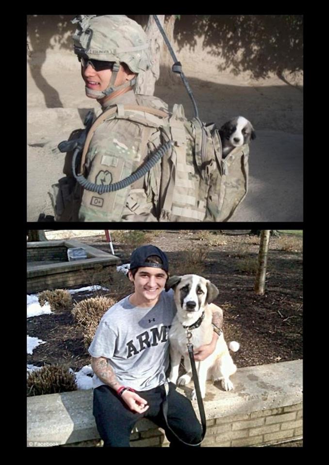 puppy found in the combat - Carm Facebook
