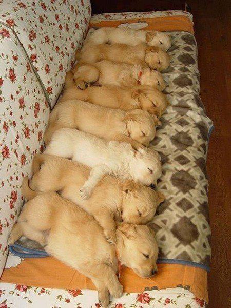 cute sleeping puppies