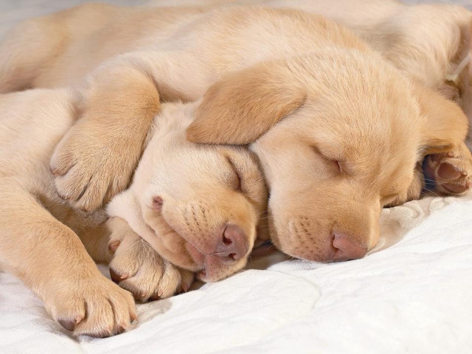 puppies sleeping