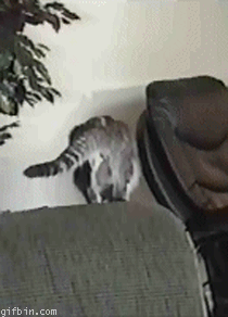 Gifs Of  Animals Being Dumb