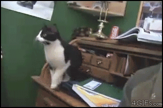 Gifs Of  Animals Being Dumb