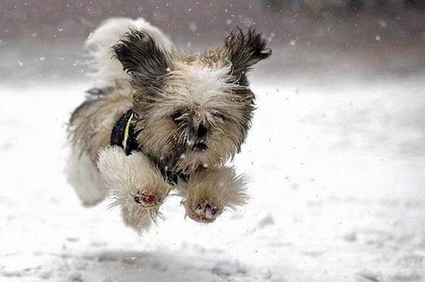 cute dog puppy in the snow