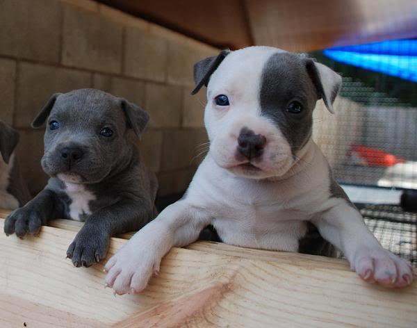 cute dog gray and white puppies
