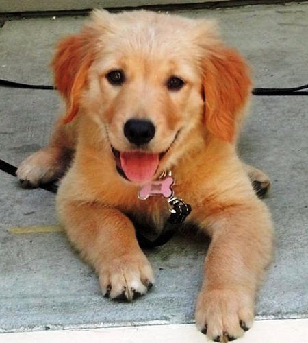 cute dog golden retriever