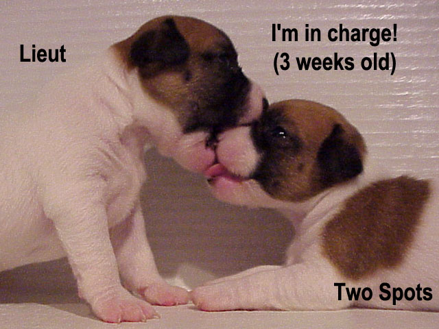 cute dog cute dog - Lieut I'm in charge! 3 weeks old Two Spots