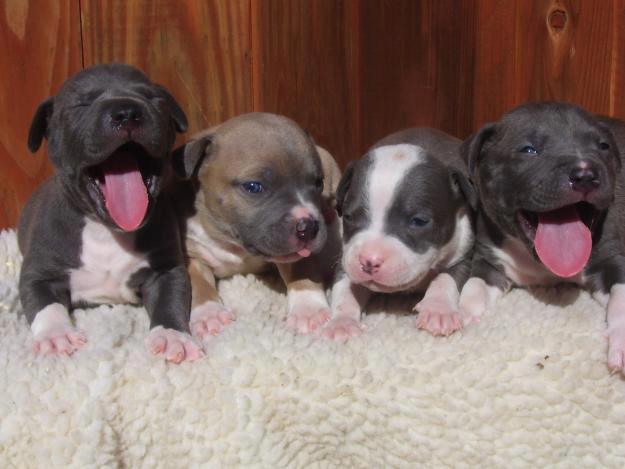 cute dog pitbull puppy birth