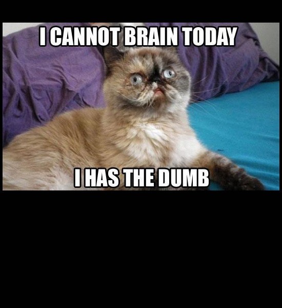 cat meme i cannot brain today - I Cannot Brain Today I Has The Dumb