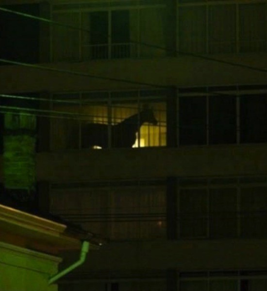 Horse in a hotel
